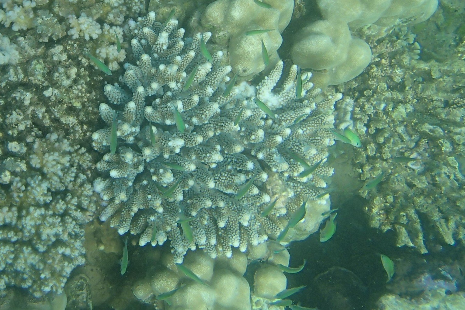 Djibouti: tra mare e montagna - Pinne, maschera e boccaglio sulla splendida parete della spiaggia di Arta. - Palmes masque tuba sur le superbe tombant de la plage d Arta