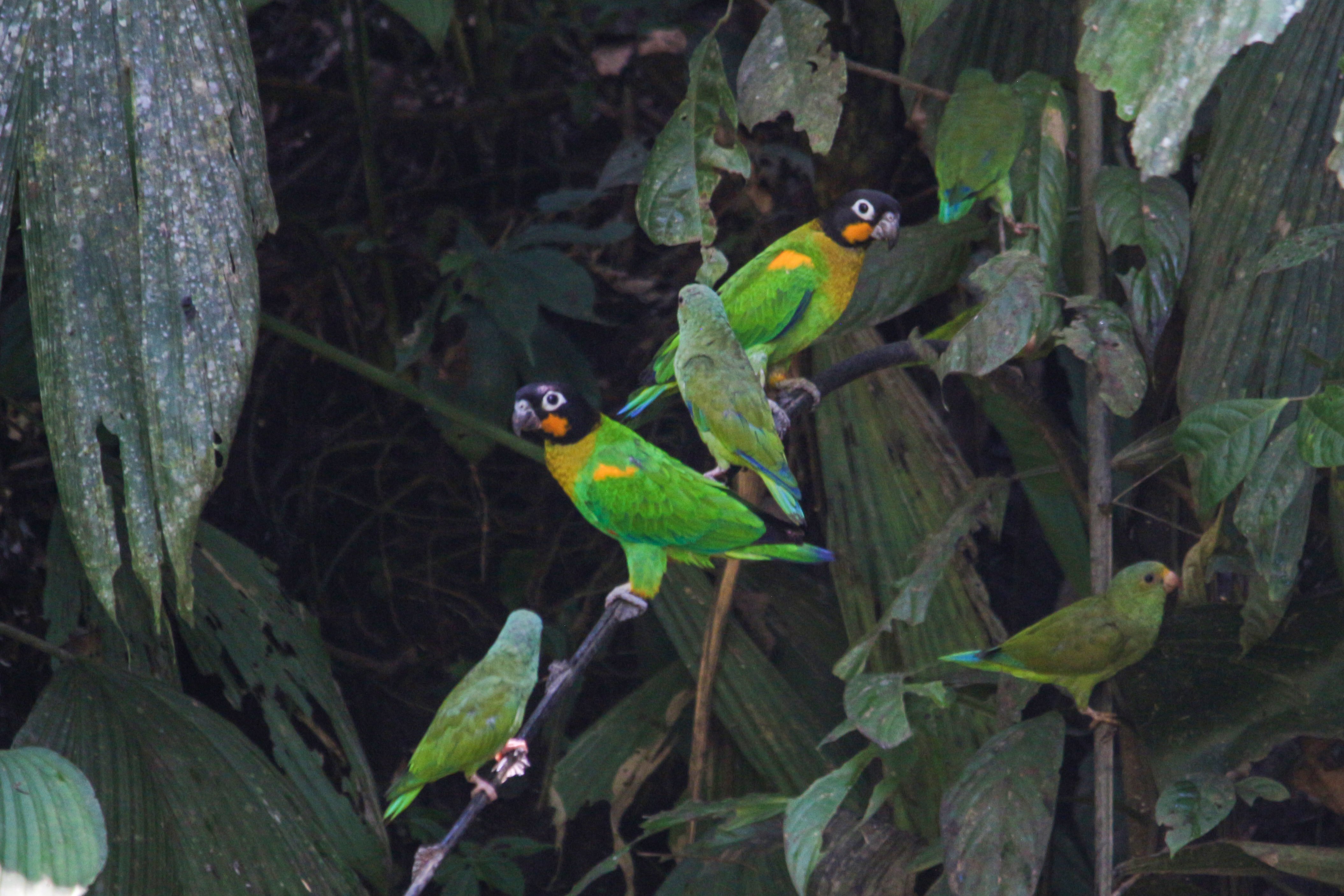 Ecuador : Mountainbike – Circuit Paraíso - Jungla - Foto van de dag