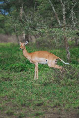 Safari de migration de 5 jours à Ngorongoro et Serengeti
