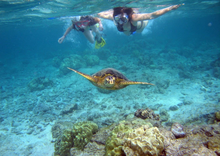 Meraviglie dell'Isola Dimaniyat Tour di 6 ore - Snorkeling per Esplorare la Vita Marina - Tour di snorkeling alle Isole Dimaniyat - 6 ore - Foto del giorno