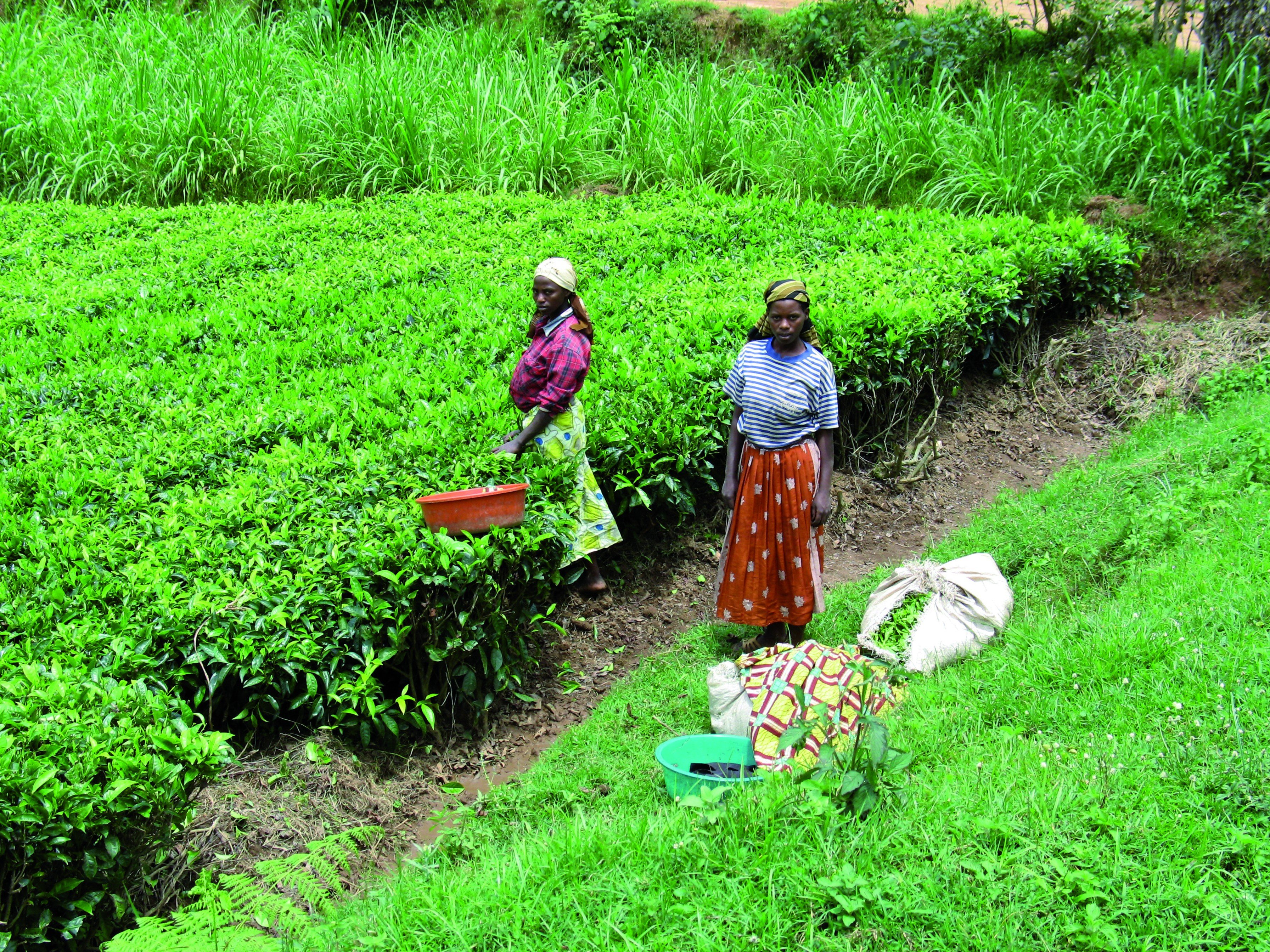 14-day adventure trip: discover Rwanda. - Hiking with chimpanzees and visit to a tea plantation - Randonnée avec des chimpanzés et visite de plantation du thé