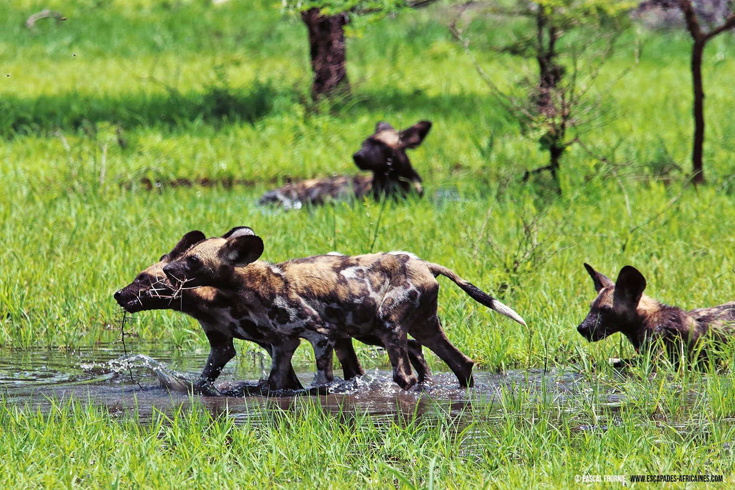 Safari en tierras olvidadas - Parque nacional de Nyerere - Jeunes lycaons à Nyerere/Selous
