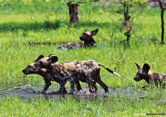 Safari en tierras olvidadas - Parque nacional de Nyerere - Jeunes lycaons à Nyerere/Selous