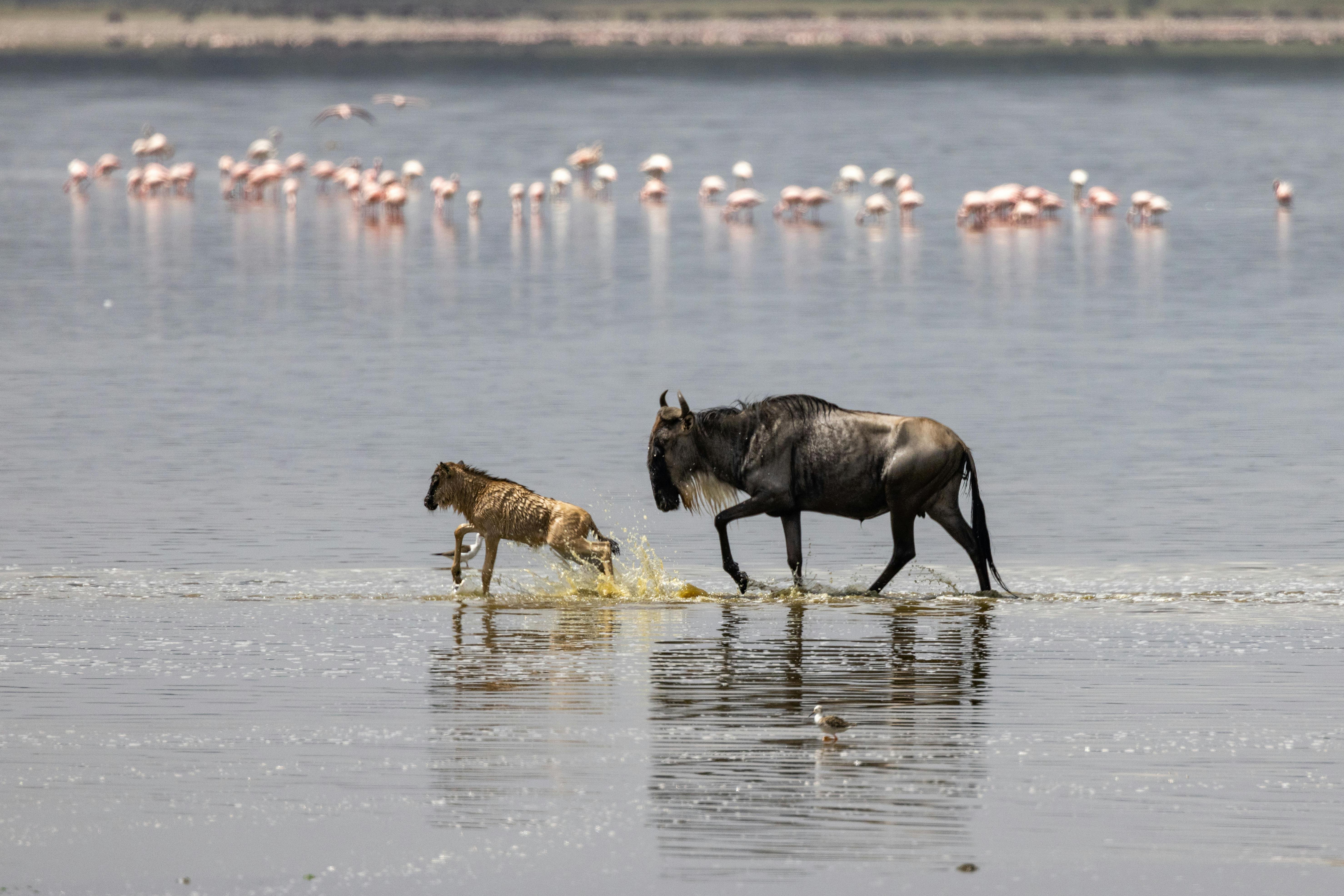 Safari de 7 jours de la Grande Migration : Tarangire, Serengeti & Ngorongoro - Parc national du lac Manyara & Départ - Photo du jour