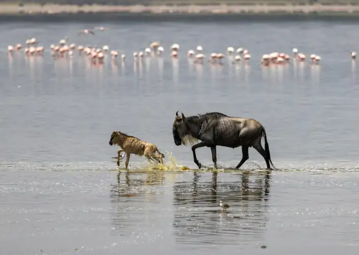 Safari de 7 jours de la Grande Migration : Tarangire, Serengeti & Ngorongoro - Parc national du lac Manyara & Départ - Photo du jour