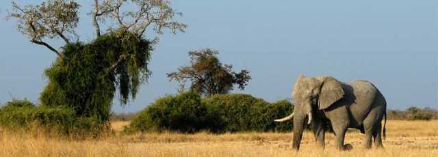 11 dias de safári no Botswana