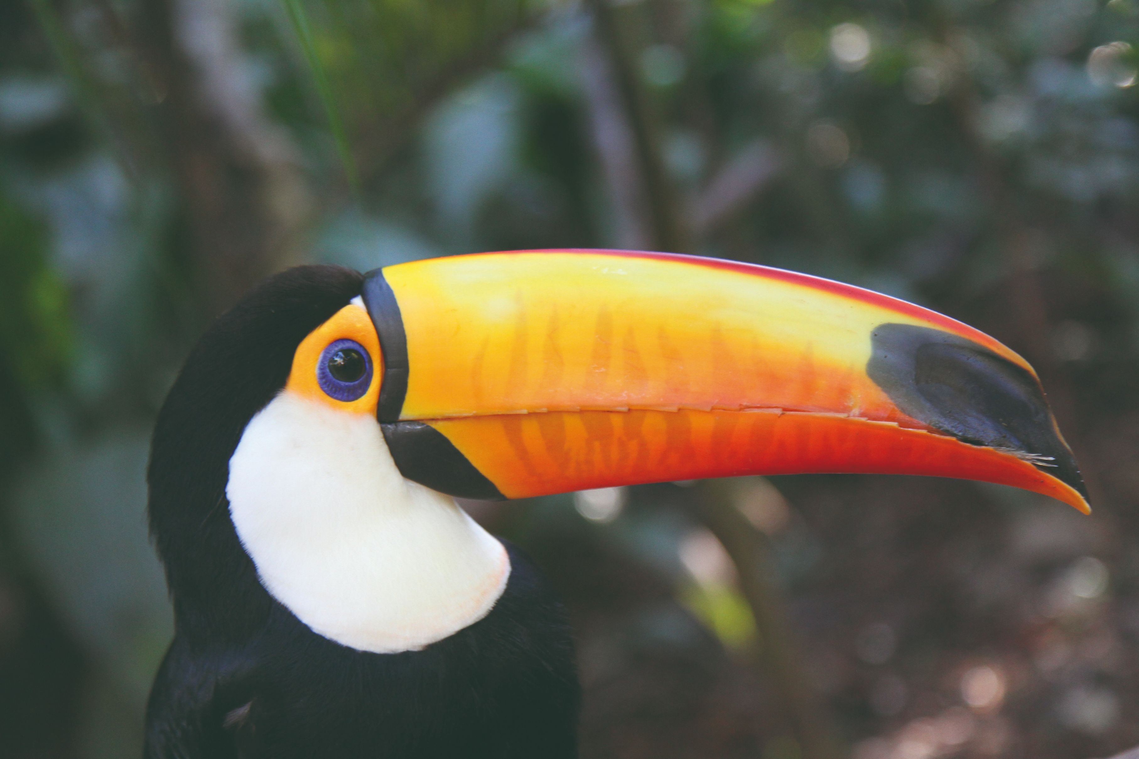 Brasil Naturaleza - Las aguas cristalinas de Bonito - Les eaux cristalines de Bonito