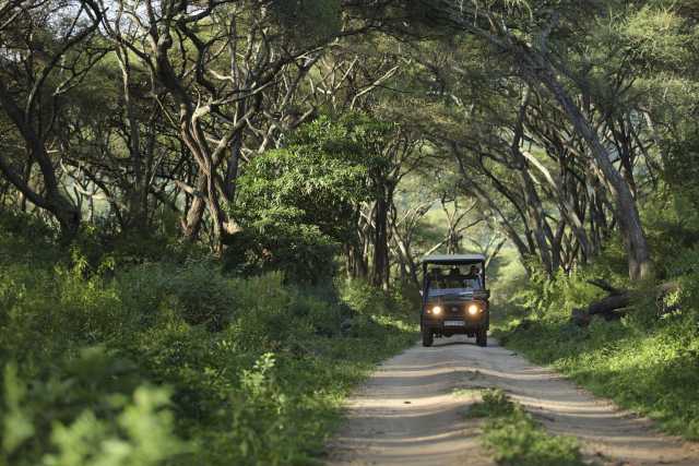 Simba Safari: Discover the Wild Side of Tanzania
