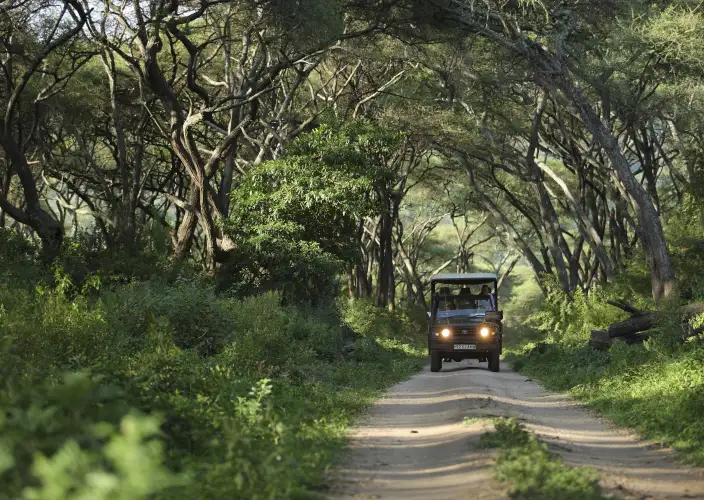 Simba Safari: Descubre el lado salvaje de Tanzania - Safari en Tarangire y traslado al lago Manyara - Lake Manyara