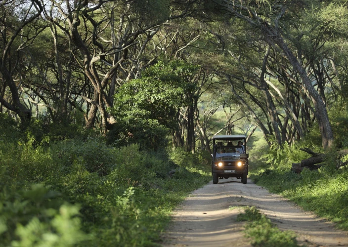 Simba Safari: Discover the Wild Side of Tanzania - Tarangire Game Drive & Transfer to Lake Manyara - Lake Manyara