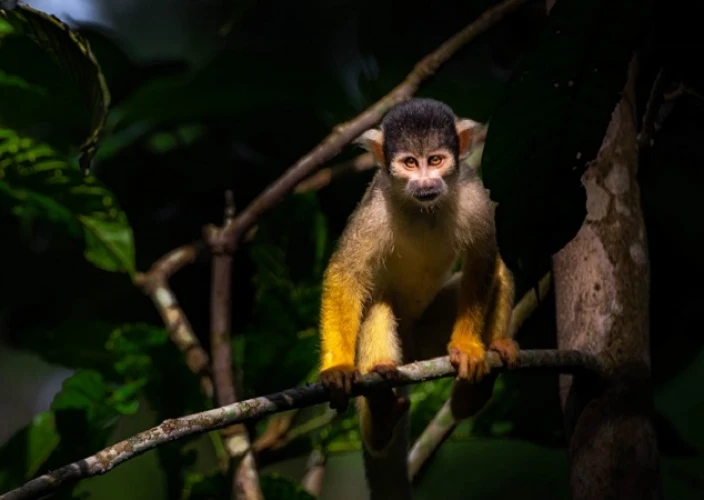 From Lake Titicaca to Madidi National Park and the spectacular Uyuni (ATC 02). - Chalalan - Squirrel Monkey