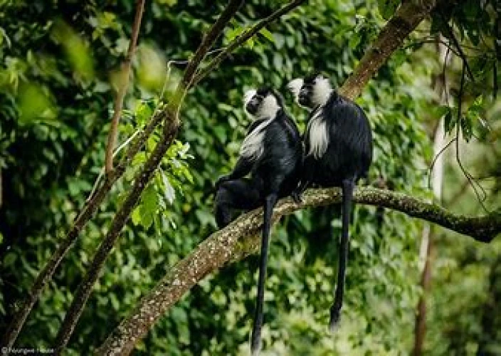 14-Day Grand Uganda Safari Experience - Morning chimp trek & Bigodi Swamp walk - Photo of the day