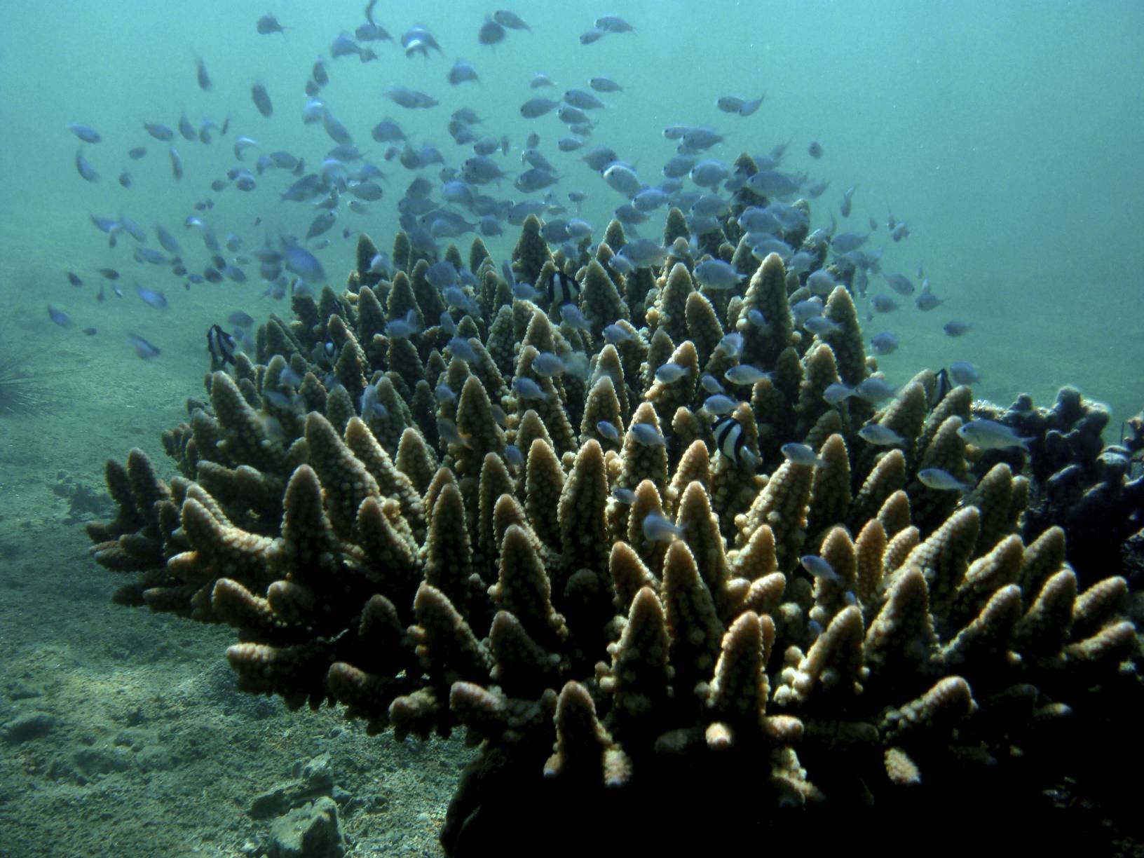 Kayak de mer à l'île Sainte-Marie - Ampanihy, mangrove et lagon. - Ampanihy, mangrove et lagon
