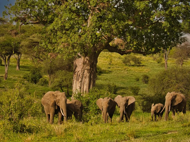Avontuur in het middensegment door Tarangire, Ngorongoro & Serengeti