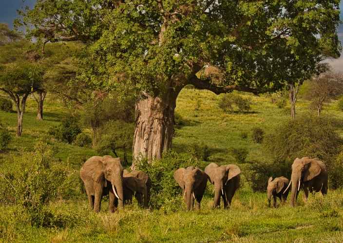 Aventura de Médio Alcance por Tarangire, Ngorongoro & Serengeti - Parque Nacional de Tarangire - Foto do dia