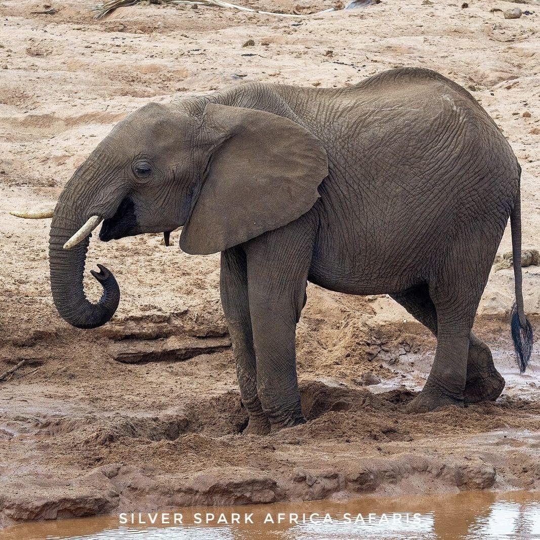 7 Giorni: Città di Nairobi, Lago Naivasha, Monte Longonot, Lago Elementaita, Parco Nazionale di Amboseli - Parco Nazionale di Amboseli - d4e0e76ac409b0e0af511ad0e7114ef6