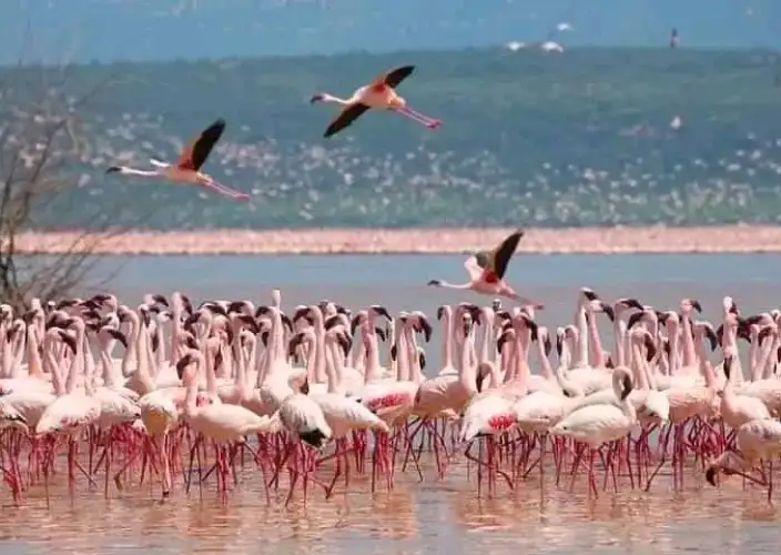 Experiência Exclusiva de Safari de 3 Dias na Tanzânia - Safari guiado no Parque Nacional do Lago Manyara - Foto do dia