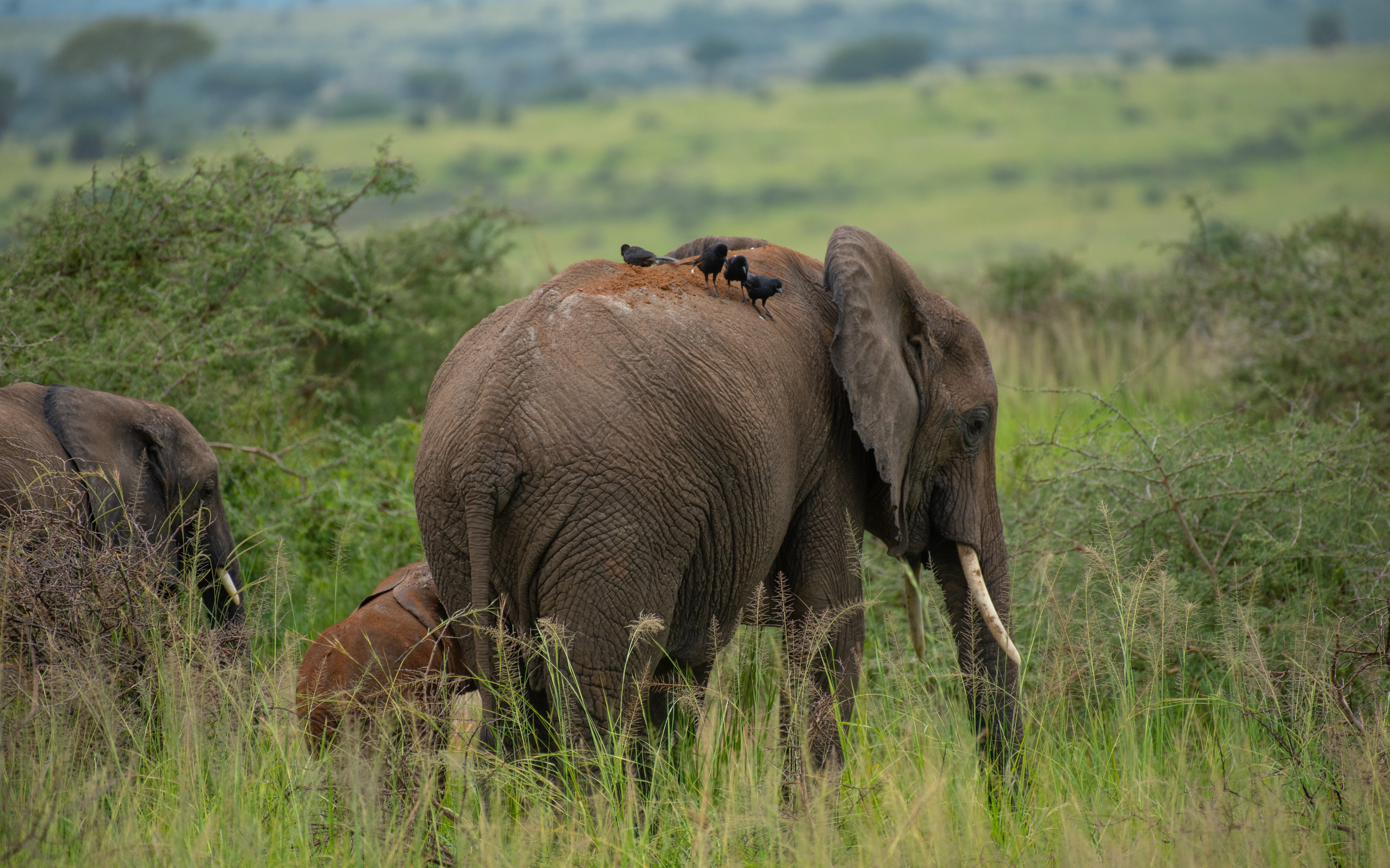 12 jours en Ouganda, exclusif de milieu de gamme, avec gorilles et safari animalier. - Arrivée à Entebbe - Arrivée à Entebbe