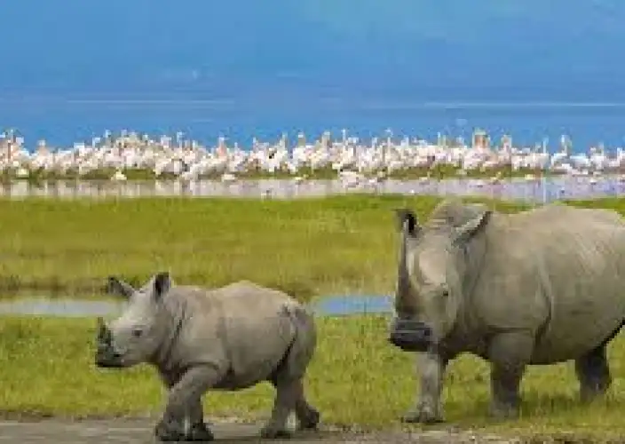 Esencia de Kenia Safari - Lago Nakuru – Safaris y observación de aves - Foto del día