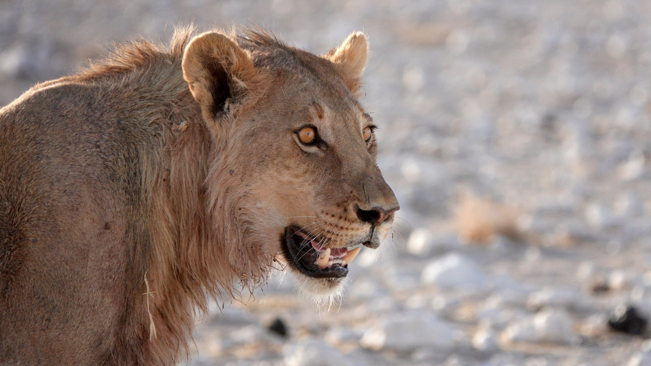 Die Flüsse Namibias - Safari im Etosha - Tagesfoto