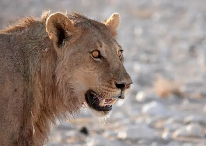 Die Flüsse Namibias - Safari im Etosha - Tagesfoto
