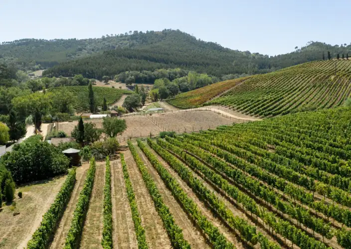 De norte a sur de California - La ruta del vino hacia el Valle de Napa. - Foto del día
