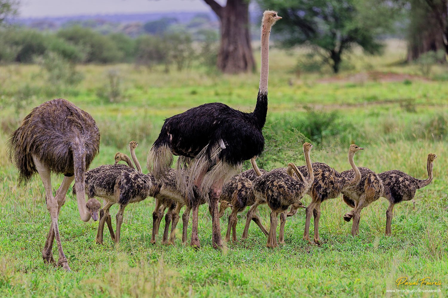 Tanzania Safari Esencial - Parque nacional de Tarangire - Famille autruches Tarangire