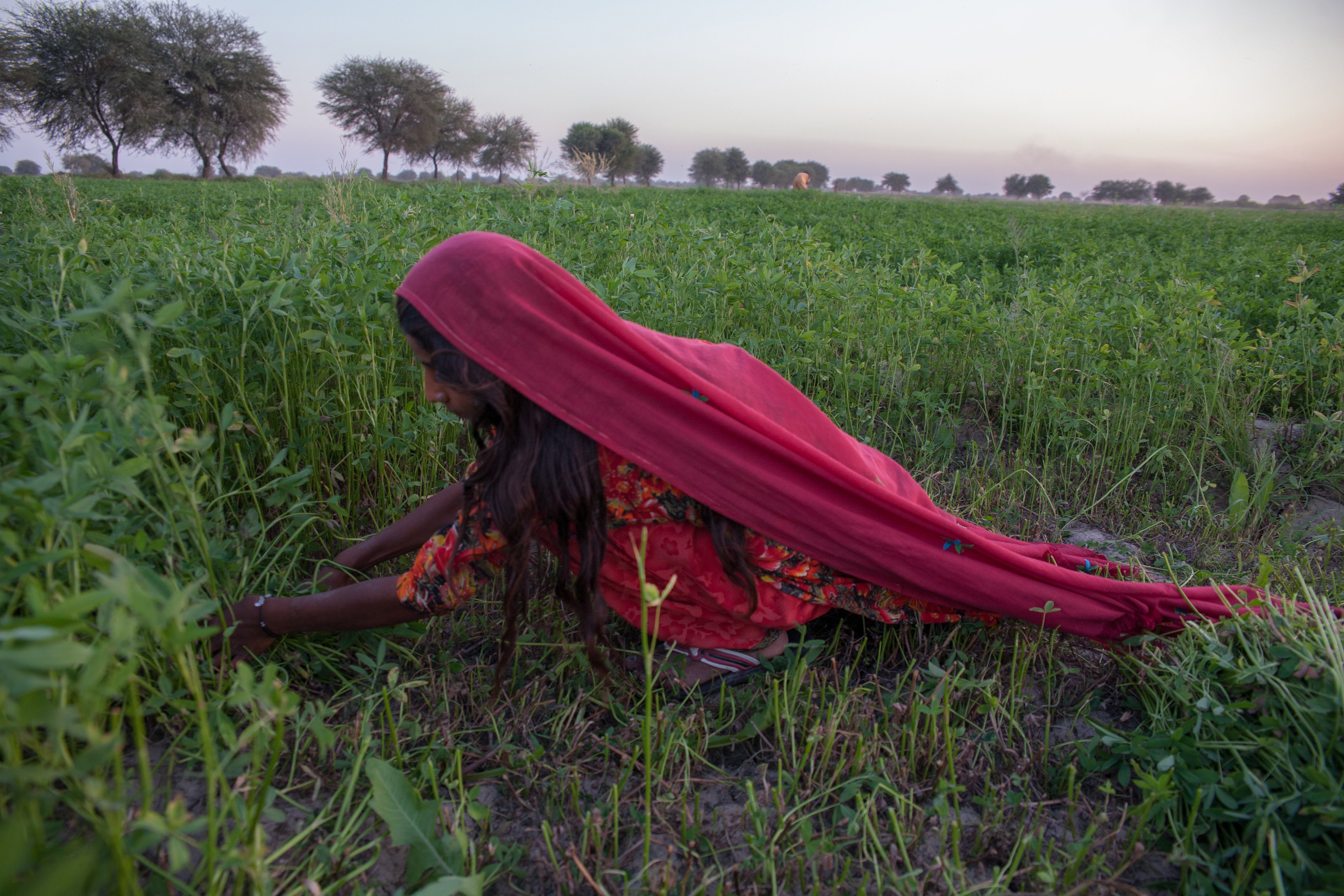 Le meilleur du trekking dans les montagnes du Pakistan et de la visite culturelle de la vallée de Hunza. - Prairies féeriques - Prairies féeriques