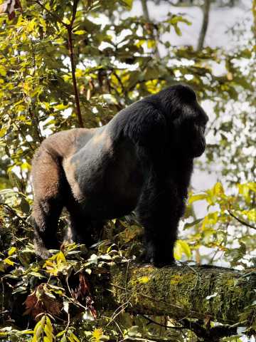 3-Day Uganda Bwindi Gorilla Trekking from Kigali