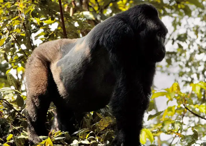 3-Day Uganda Bwindi Gorilla Trekking from Kigali - Gorilla Trekking in Bwindi Forest – Transfer to Lake Bunyonyi - Photo of the day
