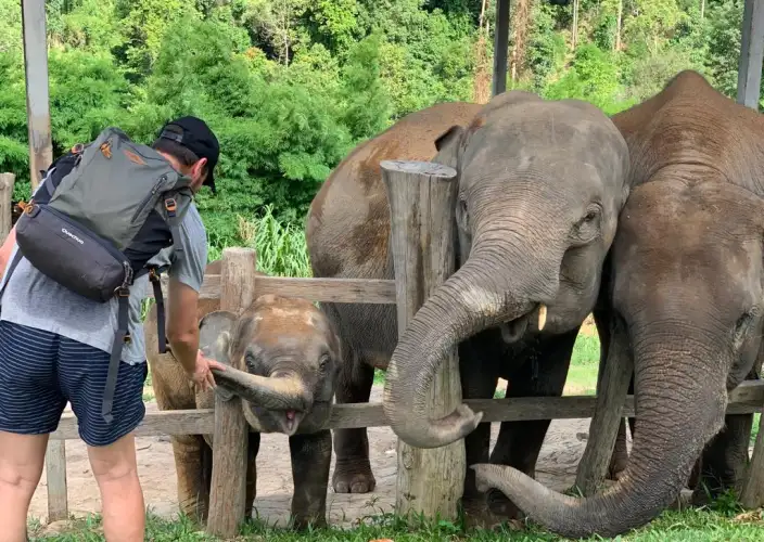 Thailand in zijn geheel - Chiang Mai. Bezoek aan het olifantenopvangcentrum - Foto van de dag