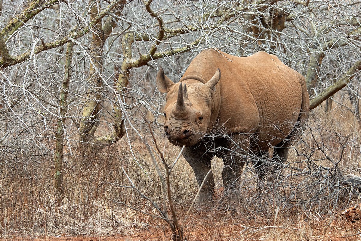 Birdwatching safari - Mkomazi National Park - Rhinocéros noir