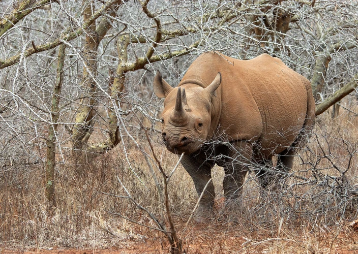 Vogelsafari - Nationaal park Mkomazi - Rhinocéros noir