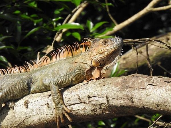 Fauna, flora e relax – un soggiorno vario ed economico - Relax sotto il sole del Pacifico - Détente sous le soleil du pacifique
