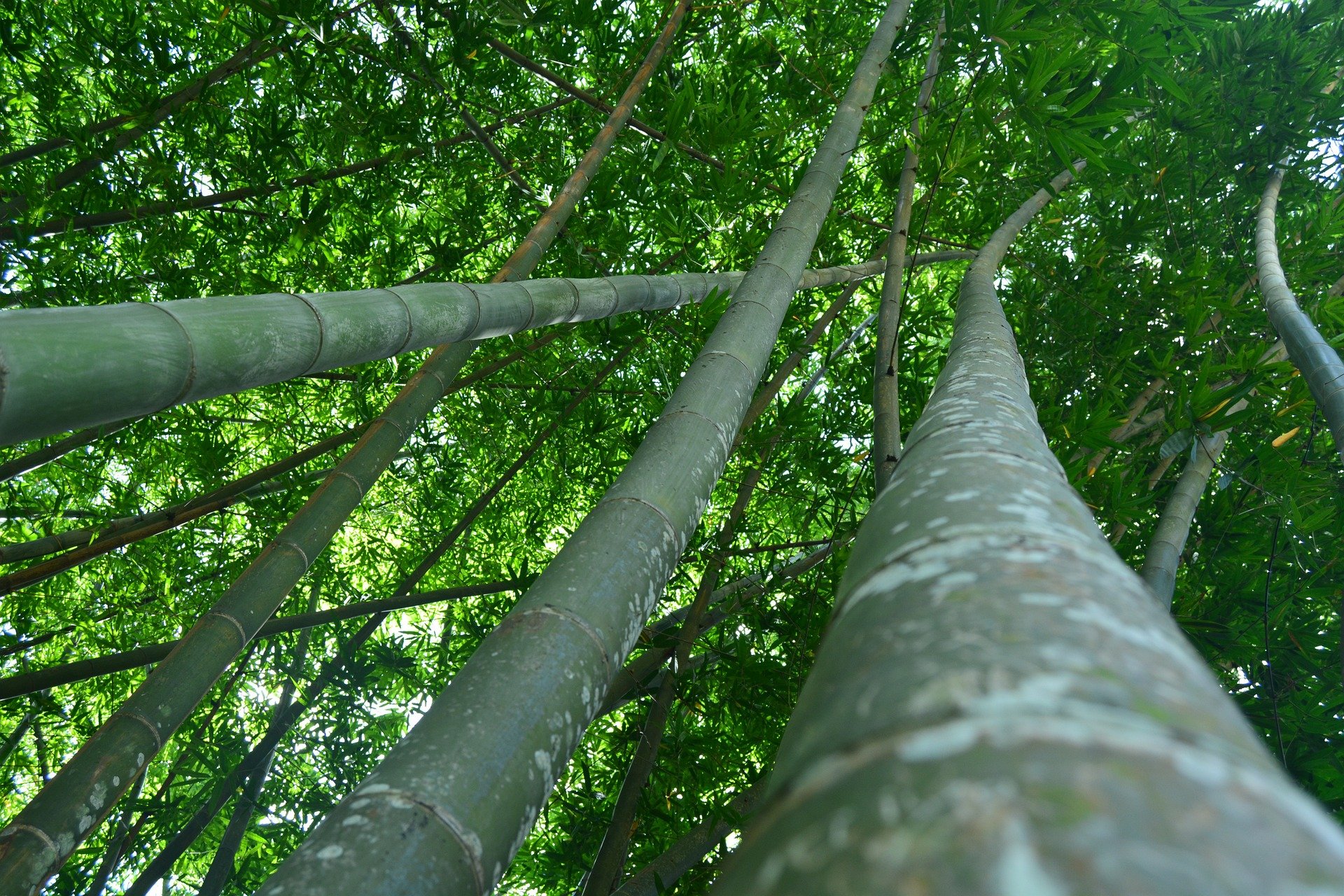 Nature et villages du Sri Lanka - KANDY : Journée patrimoine et botanique - KANDY : Journée patrimoine et botanique