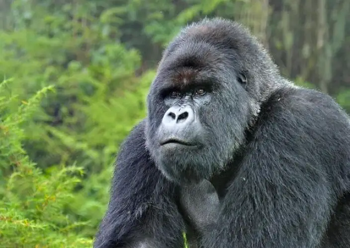 14-Day Grand Uganda Safari Experience - Gorilla Trekking in Mgahinga National Park - Photo of the day