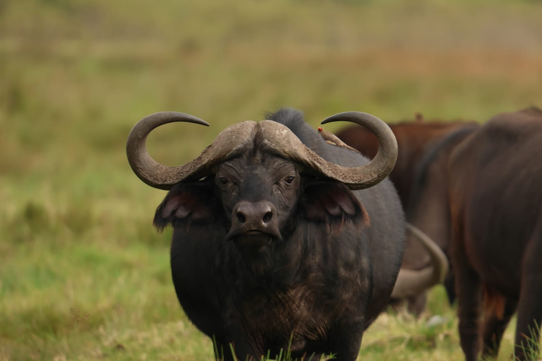 Safari Trésor de Tanzanie de 6 jours - Serengeti NP - Cratère du Ngorongoro - FB - Photo du jour
