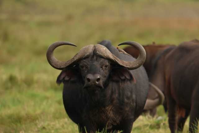 6 Tage Schatz von Tansania Safari