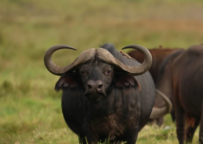 6 Days Treasure of Tanzania Safari - Serengeti NP - Ngorongoro Crater - FB - Photo of the day