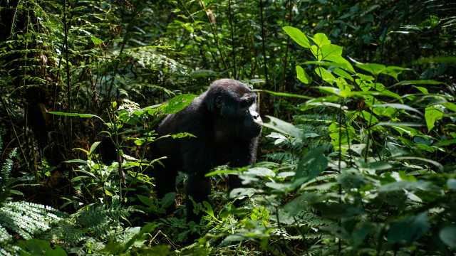 The Ultimate 3-Day Bwindi Gorilla Encounter