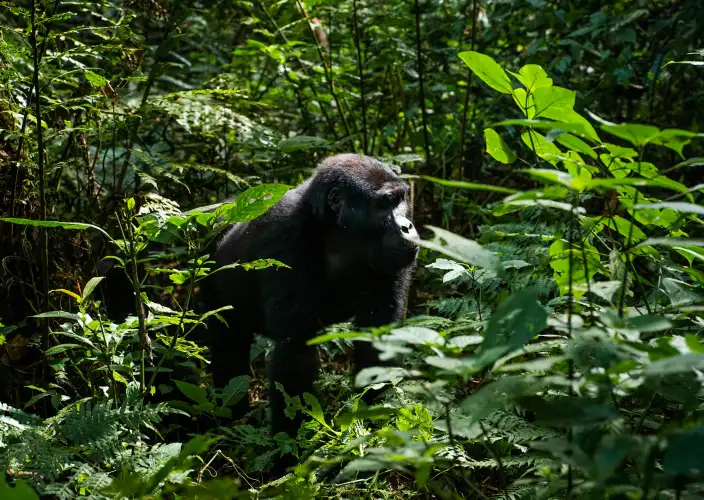 The Ultimate 3-Day Bwindi Gorilla Encounter - The Main Event – Gorilla Trekking & Cultural Immersion - Photo of the day
