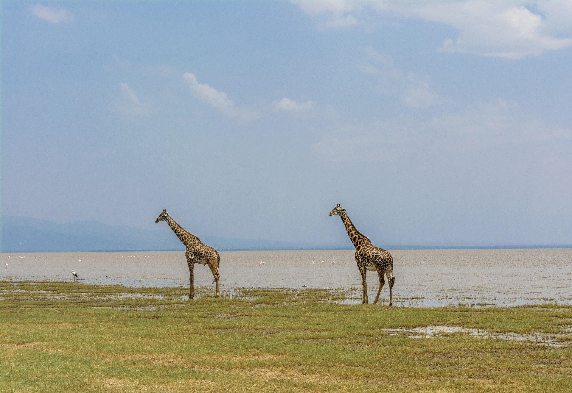 Safari to discover the Big Five - 5 days - Day 6: Lake Manyara - Springlands Hotel - Jour 6 : Lac Manyara - Springlands hotel