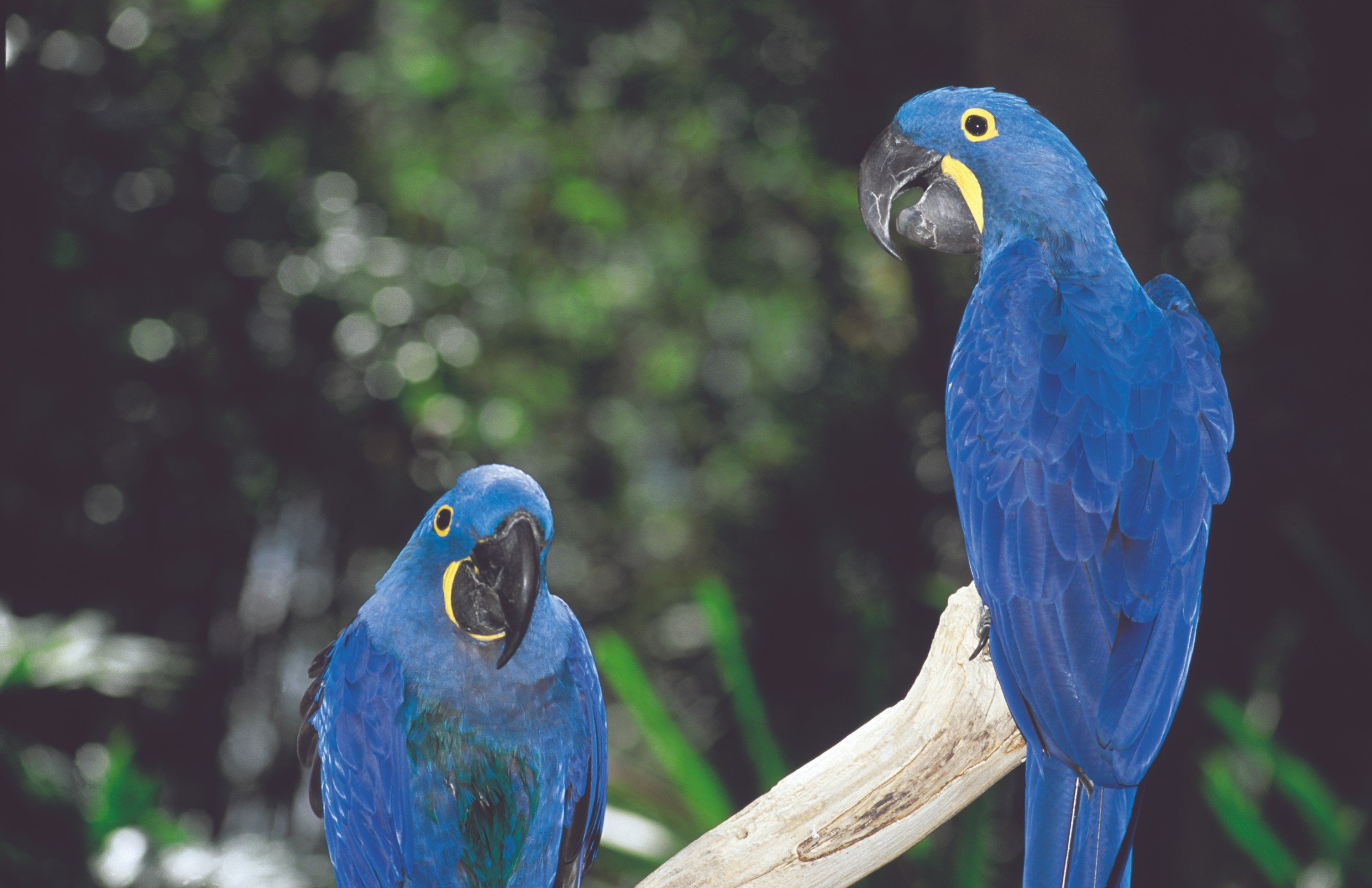 Brasil Naturaleza - Salida hacia Bonito. - Départ vers Bonito