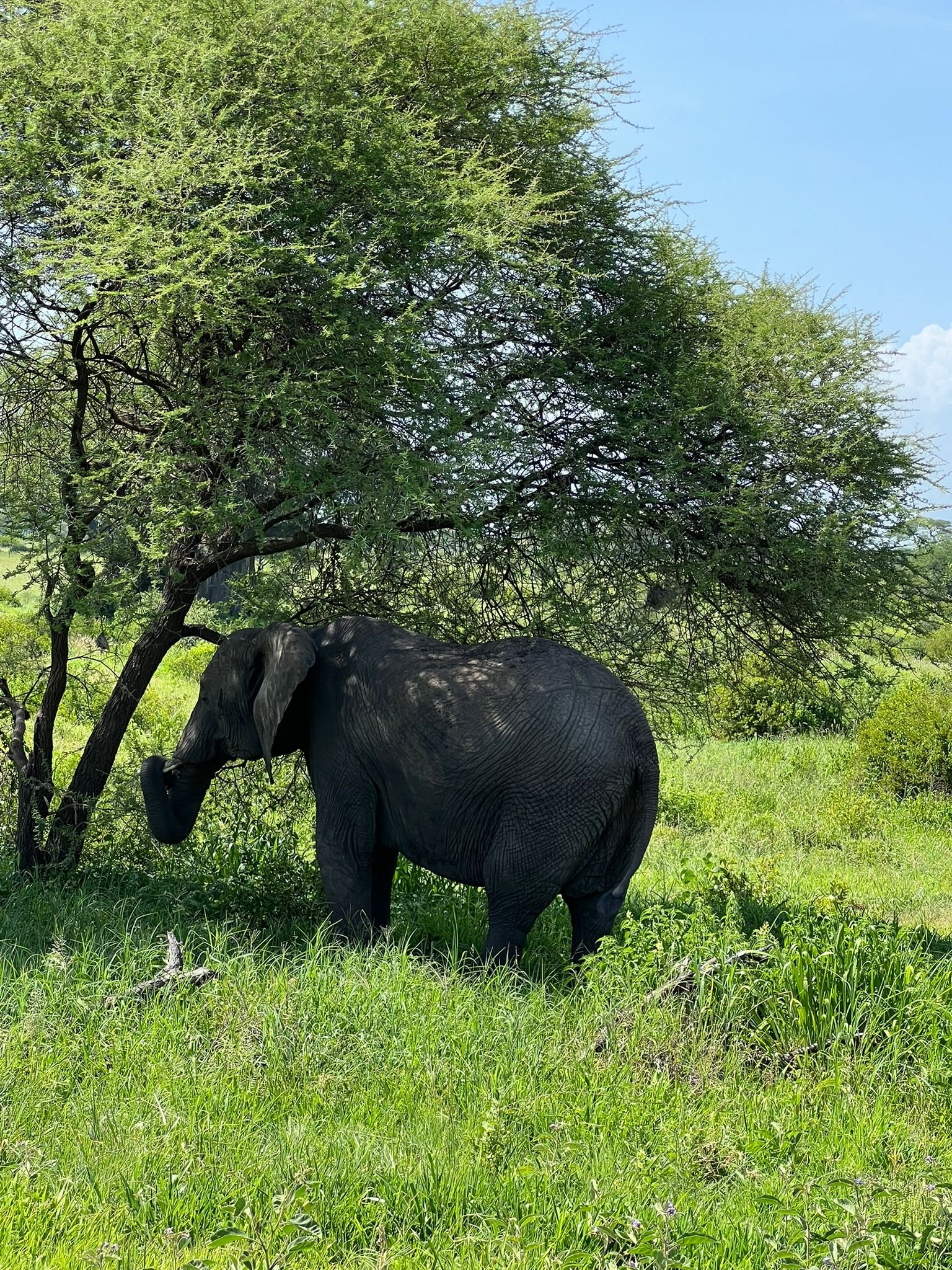 The Signature Luxury Safari Experience - Arusha to Tarangire National Park - Photo of the day