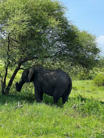 The Signature Luxury Safari Experience