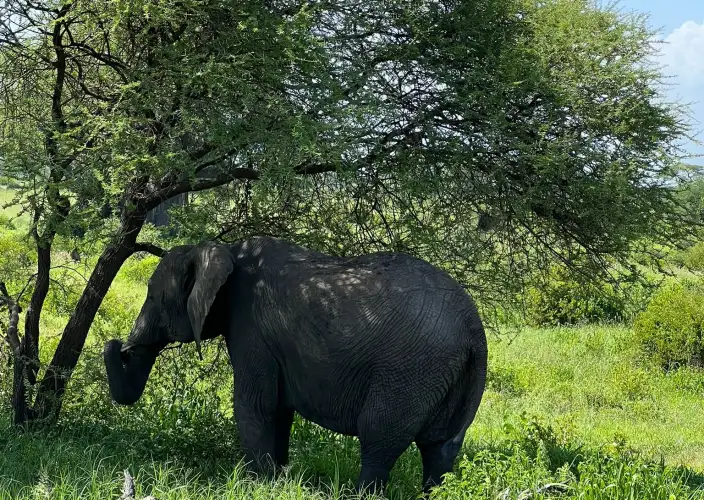 The Signature Luxury Safari Experience - Arusha to Tarangire National Park - Photo of the day