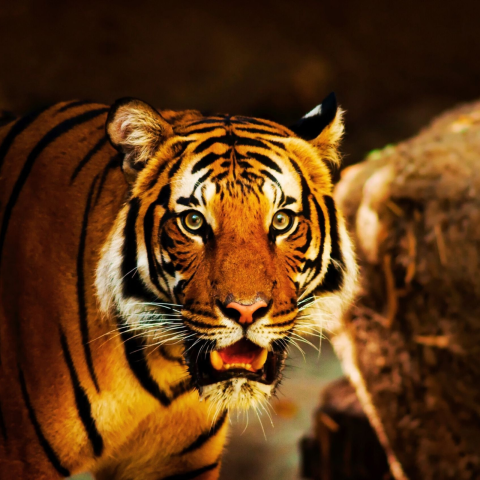 Pench and Kanha Tiger Reserves: Experience the Best Tiger Safaris in India