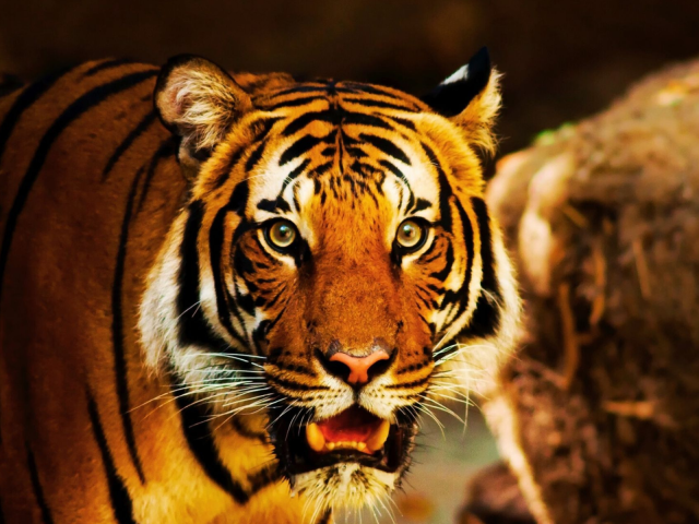 Reservas de Tigres de Pench e Kanha: Experimente os Melhores Safáris de Tigres na Índia