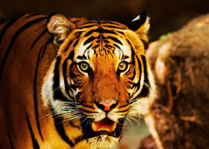 Pench- und Kanha-Tigerreservate: Erleben Sie die besten Tigersafaris in Indien - 2 private Safaris im Kanha-Tiger-Reservat - Tagesfoto