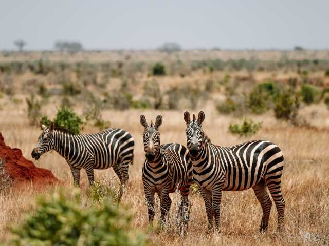 7 Jours Serengeti, Ngorongoro, Tarangire et Parc National de Manyara